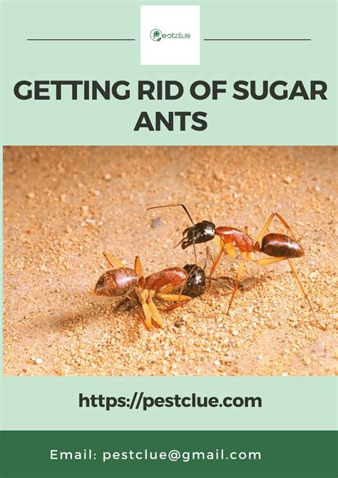 Getting Rid Of Sugar Ants With 10 Possible Ways | Pestclue