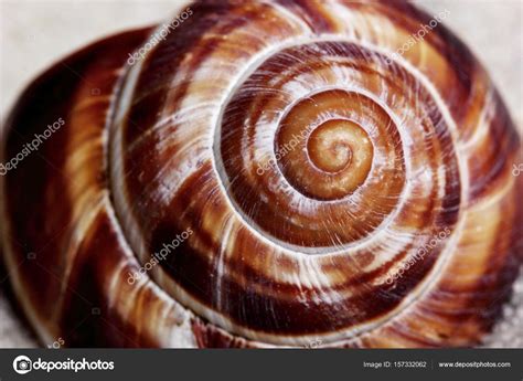 Snail Shell Texture