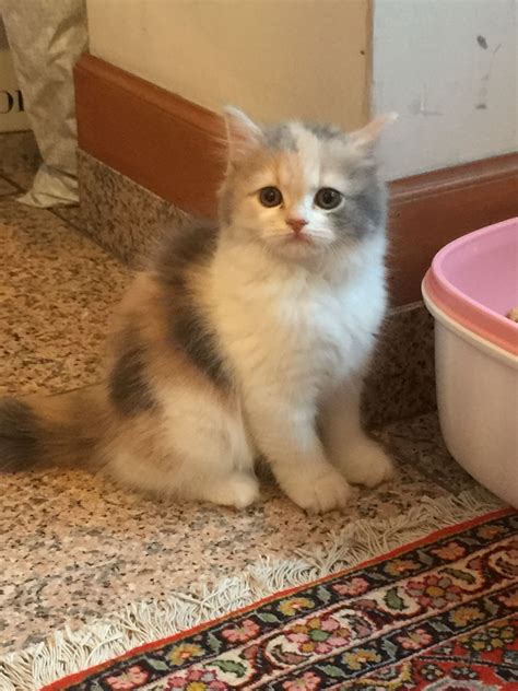 Pin by jijibaba on My Lovely TAMA | Cute cats and dogs, Cute cats, Cute ...