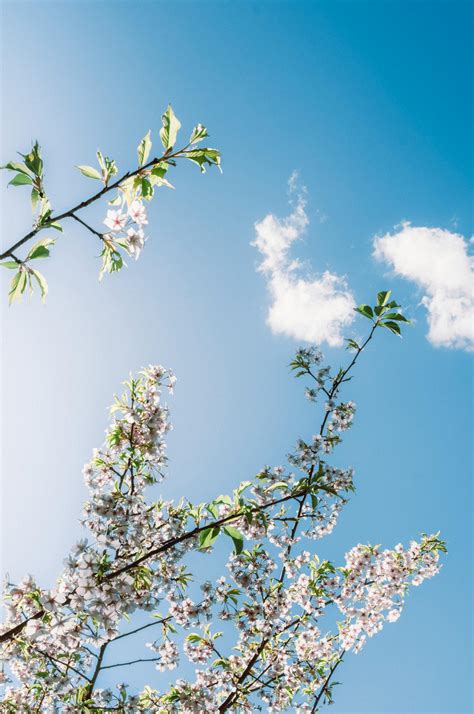 Japanese+Lesbians+On+The+Bus Photos, Download The BEST Free Japanese