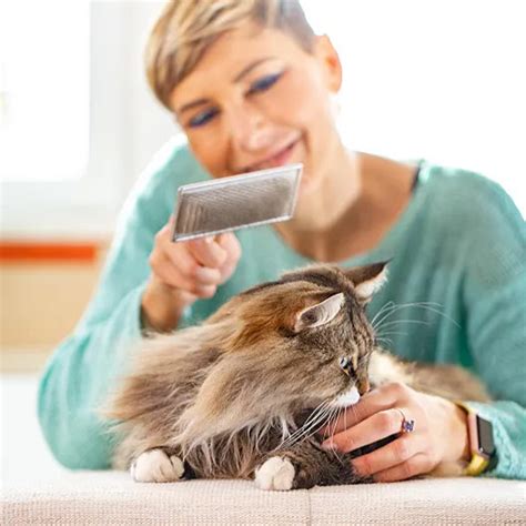 How to Get Cat Hair Off Clothes