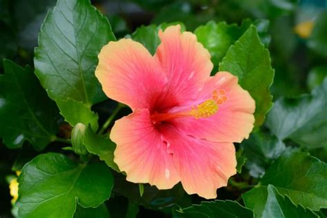 hibiscus flower colors  comprehensive guide   shade petal