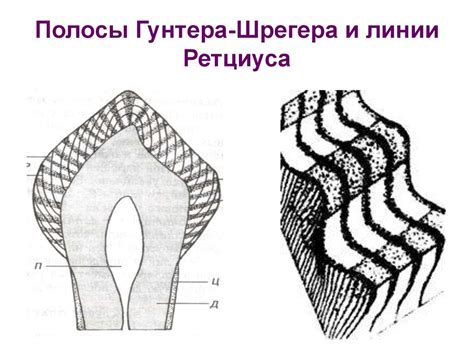 Строение зуба. Эмаль - online presentation