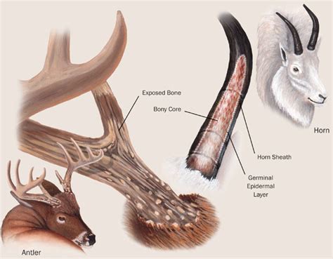 Whitetail Deer Antler Anatomy