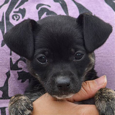 Pixie - Animal House Shelter