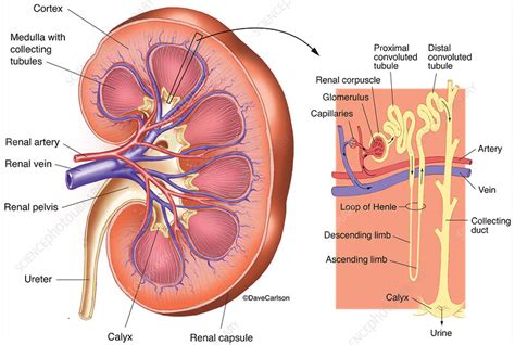 Nephron Diagram Labeled In The Kidney