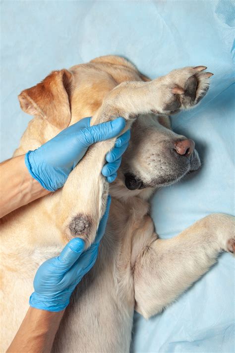 What Causes Sores On My Dogs Skin