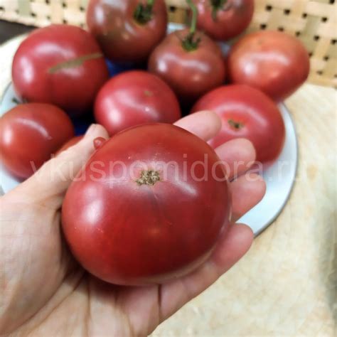 Купить семена томата сорт Гном Мгла Винса