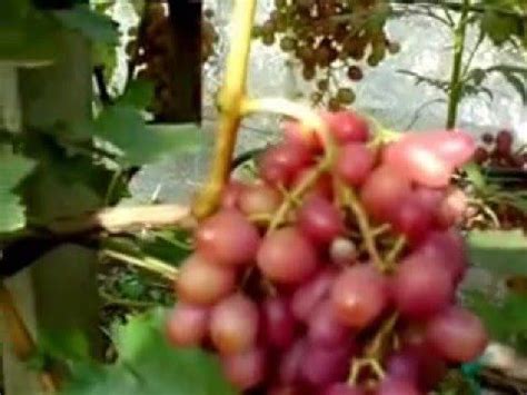Ранний сорт винограда Ливия | Grapes, Fruit