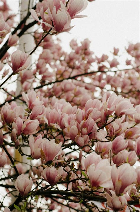 How Fast Do Magnolia Trees Grow? Growth Rate Explained
