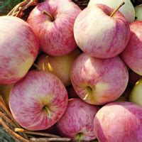 Купить саженцы яблони - новинки и традиционные сорта с доставкой