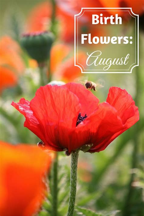 august birth flower gladiolus poppy