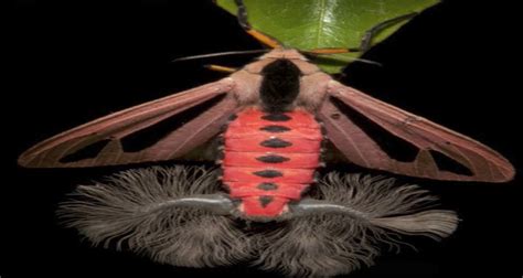 Creatonotos gangis - galeria, zdjęcie 7