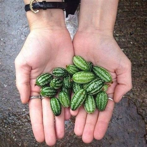 Mini - Arbuziki, Мини - арбузики | Cactus plants, Plants, Cactus