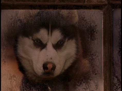 What Type Of Dog Is Demon From Snow Dogs