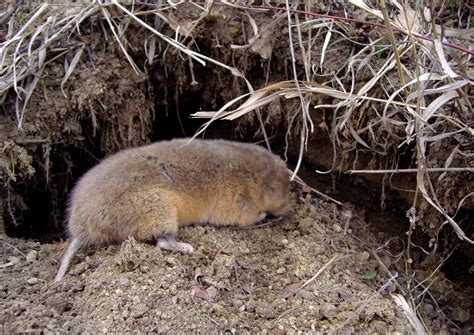 Myospalax myospalax (Laxmann, 1773)