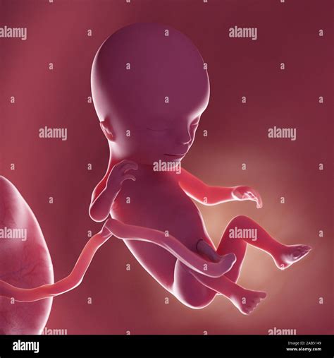 14 week ultrasound hi-res stock photography and images - Alamy