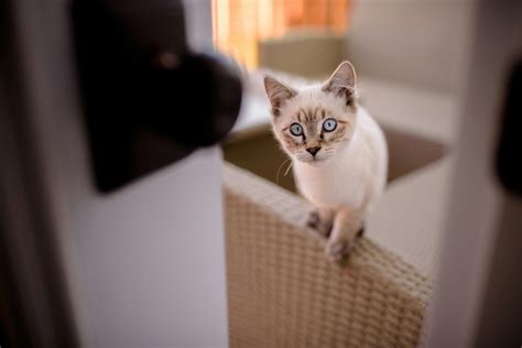 Siamese Cat Photos, Download The BEST Free Siamese Cat Stock Photos ...