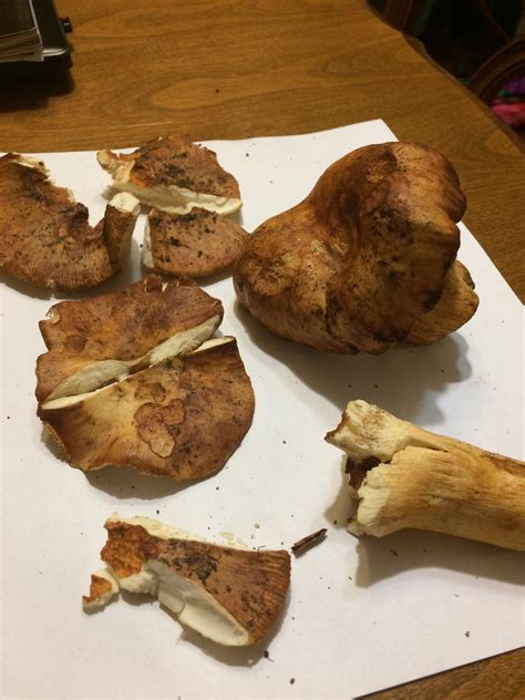 Russula mutabilis - smells like almonds! : r/mycology