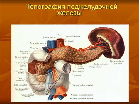 Опухоли поджелудочной железы - презентация онлайн