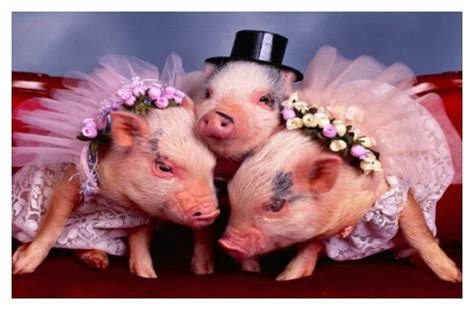 20 Of The Most Fashionable Pigs You've Ever Seen