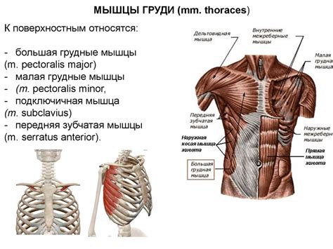 Мышцы. Роль мышечной системы в организме - презентация онлайн