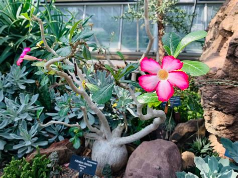 10+ Hidden Desert Rose Benefits you Need to Learn - Plants Craze Plants