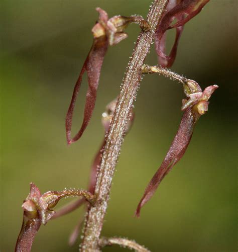 Southern Twayblade (Ottawa Area Orchids) · iNaturalist