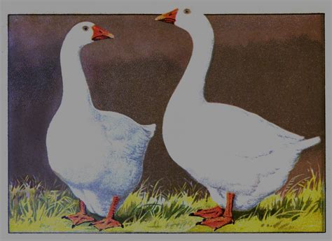 embden open poultry standards australia