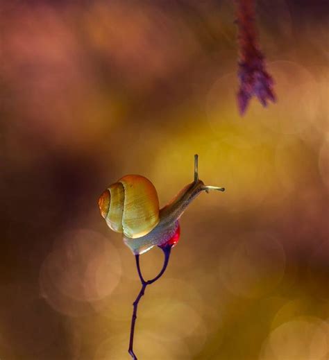 Snail, Pet snails, Woodland creatures