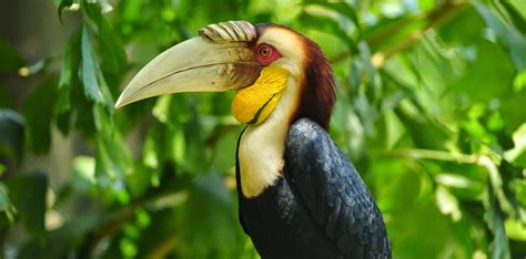 hornbills  borneo burung enggang