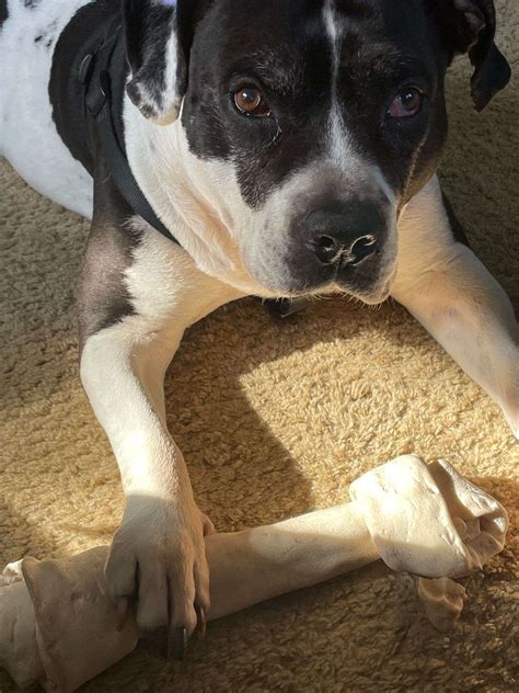 Endangered Species Found In Cedar Lake Indiana - PanoramaNOW