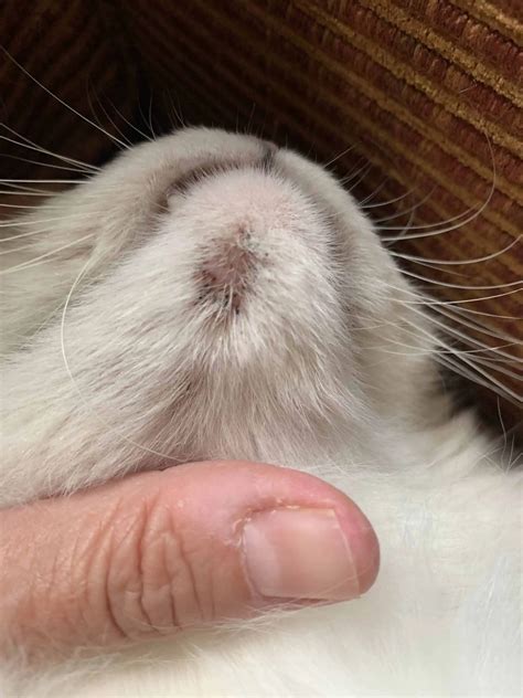 Cat Skin Health SOS: What To Do When You Spot Strange Skin Spots