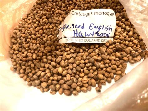 Single-seeded Hawthorn Tree Seeds (CRATAEGUS MONOGYNA) (Oneseed