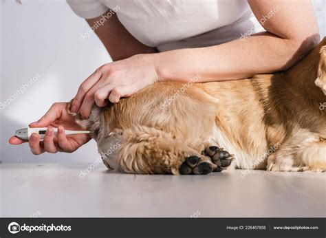 how to check dog temperature