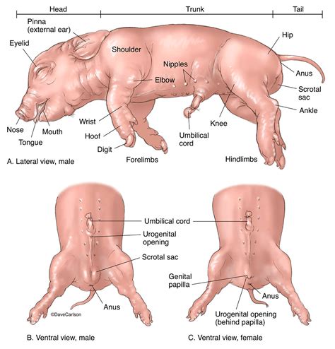 Female Fetal Pig Anatomy And Simulated Dissection Worksheet | Anatomy ...