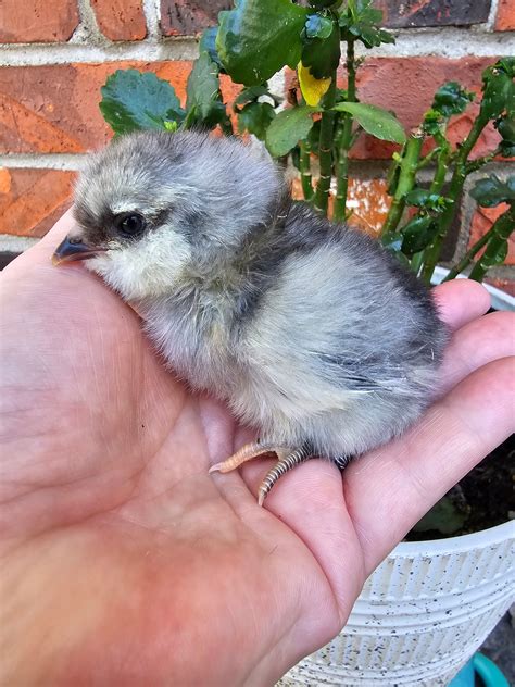 SPRING RIVER SWAP | We have Easter egger chicks. | Facebook