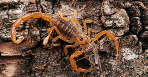 Bark Scorpion Animal Facts - Centruroides Sculpturatus - A-Z Animals