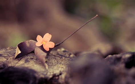 Vintage Fall Desktop Wallpapers - Top Free Vintage Fall Desktop ...