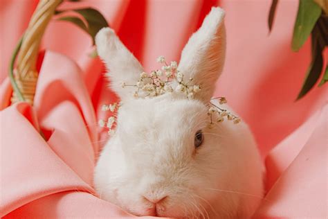 Brown Rabbit · Free Stock Photo