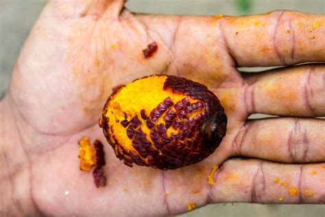 What is Buriti, and is it Healthy? - AMAYU