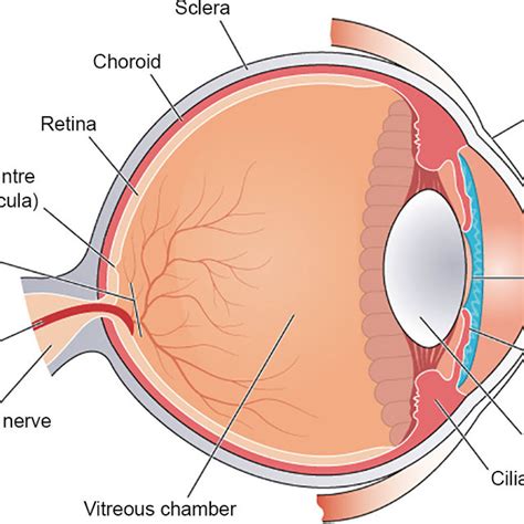 Fovea Anatomy - Anatomy Book