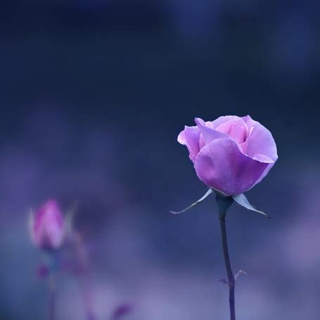 Фото Фиолетовые розы