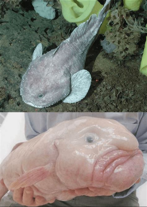 'Blobfish' what it looks like in its deep sea environment vs what it ...
