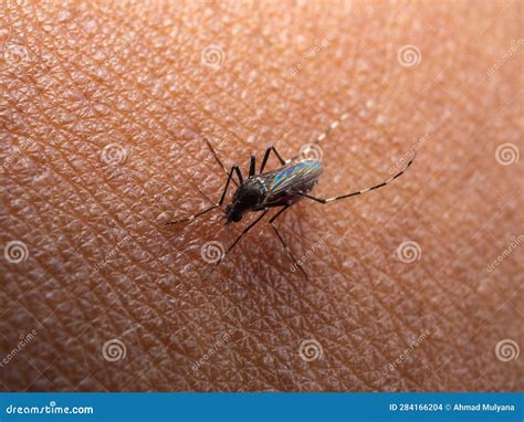 small mosquito stock photo image  animal aedes