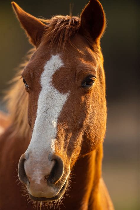 The 12 Best Horse Photography Tips and Tricks | Contrastly