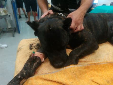 Mia - epi napad - VET24 | DEŽURNI VETERINAR