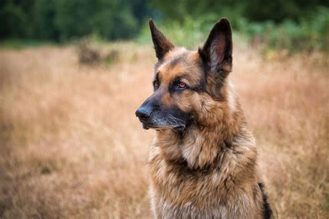 13 German Dog Breeds — German Hunting Dogs | Reader's Digest