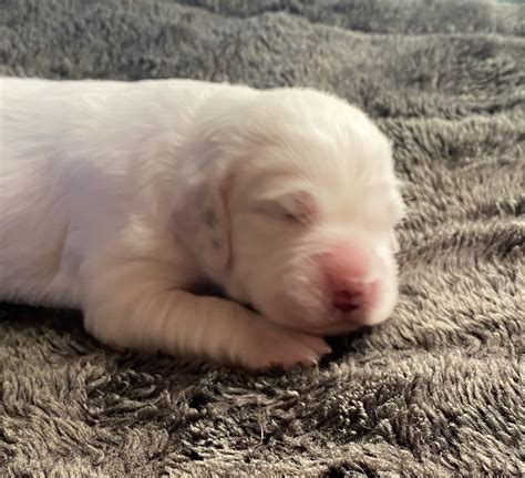 Litter CC — Hickory Hollow Llewellins