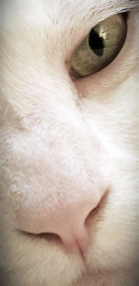 Can You Really Catch Madness From Your Cat? | Psychology Today